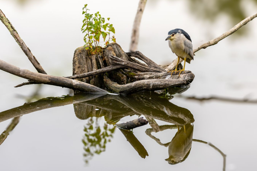 Miroir, mon beau miroir CONTASSOT Philippe