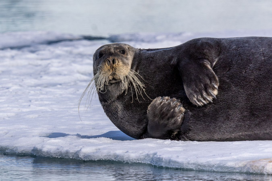 Phoque barbu CONTASSOT Philippe