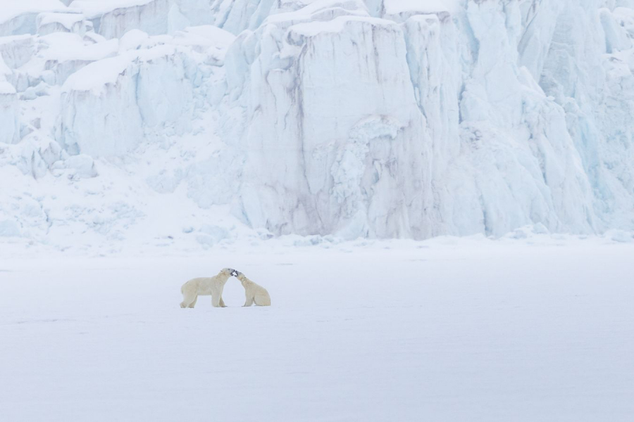 Rencontre en arctique CONTASSOT Philippe