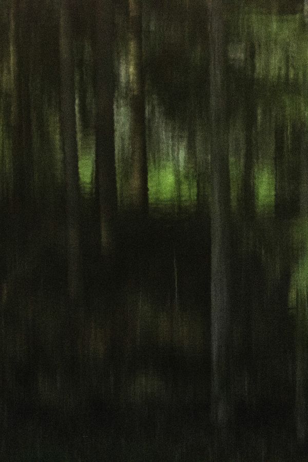 Arbor une présence silencieuse - BOURDEAU Roger 3