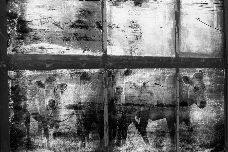 BOURDEAU Roger - Par la fenêtre