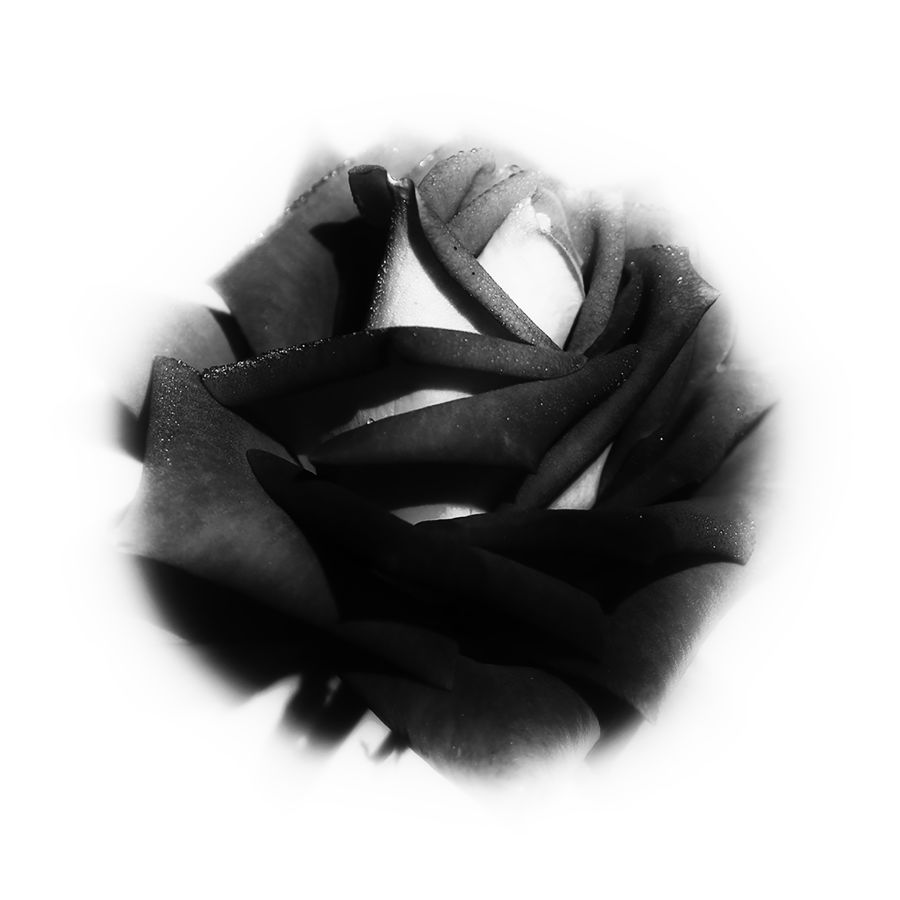 DELEY Daniel - La petite rose noire