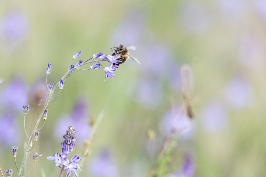 BEAUFILS Monique - Au gré du vent