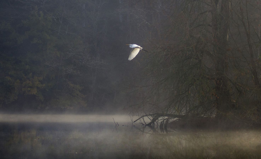 BOURDEAU Roger - L'aigrette