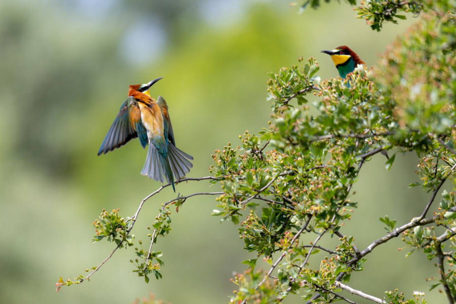 CONTASSOT Philippe - Désaccord