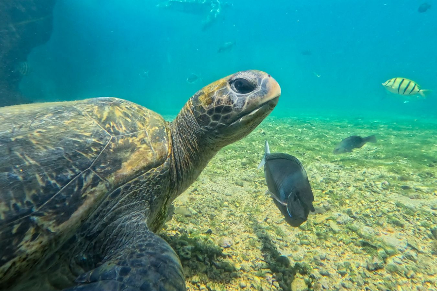 CONTASSOT Philippe - Entre deux eaux