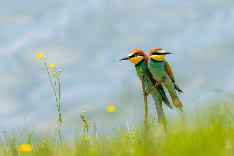 CONTASSOT Philippe - Rapprochement