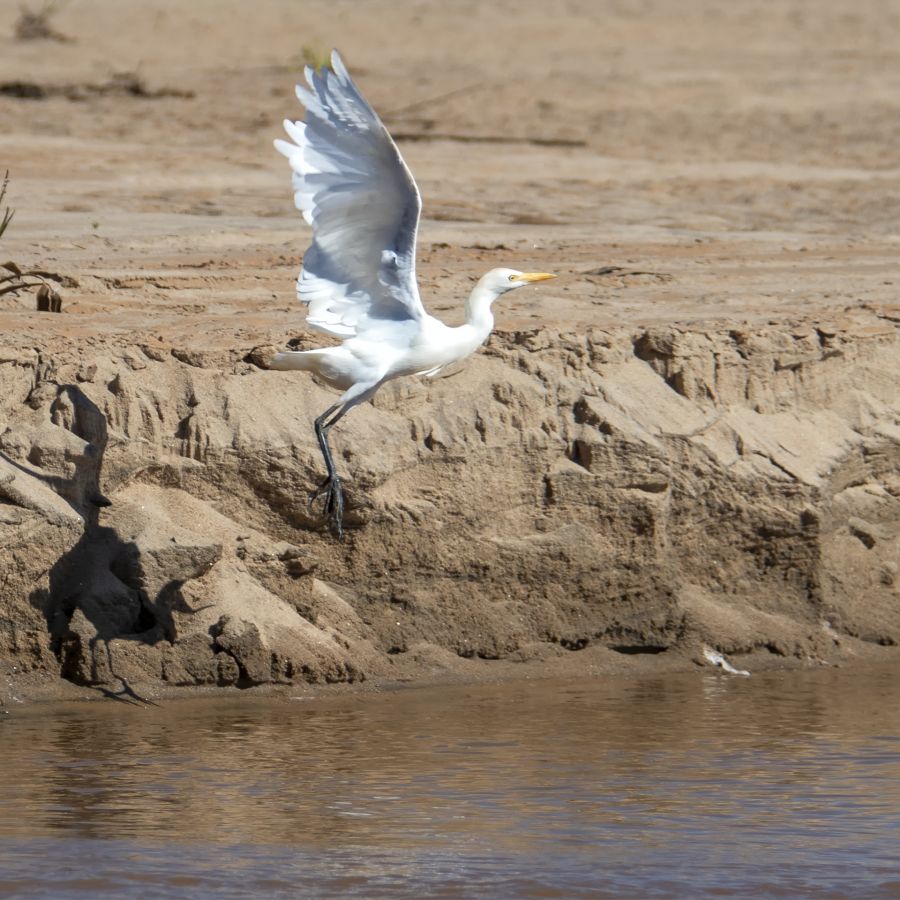 GUINOT Gilbert - Attrape-moi