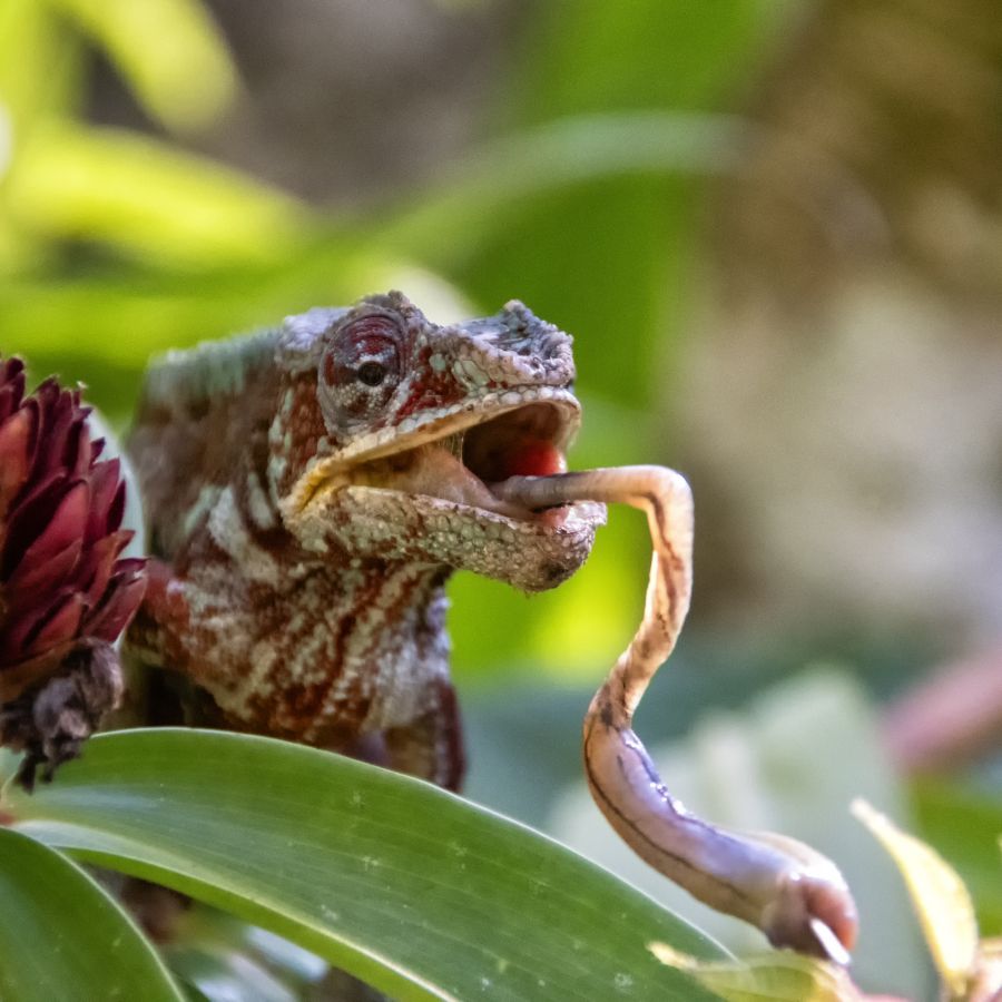 GUINOT Gilbert - Petite Faim