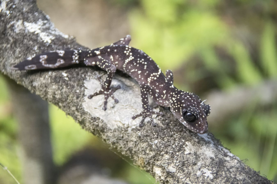 GUINOT Gilbert - Trouvez-moi