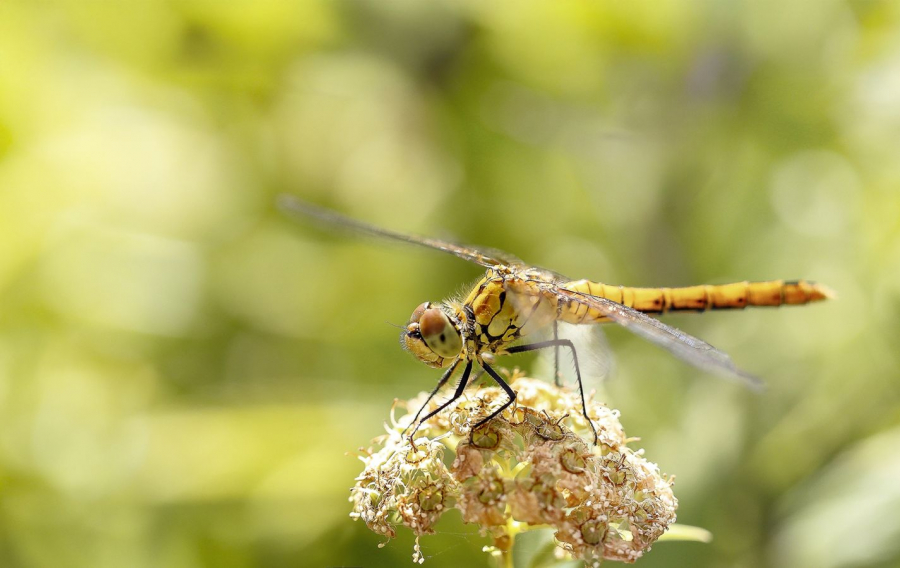 LAMBOEUF Bernard - Le clown