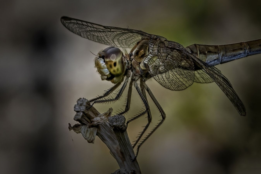 MILLIET Laurent - Accroché à ma branche