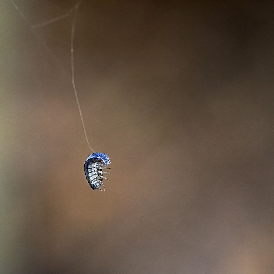 MILLIET Laurent - Bestiole