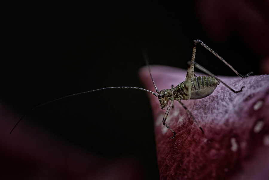 MILLIET Laurent - Sauterelle Juvénile