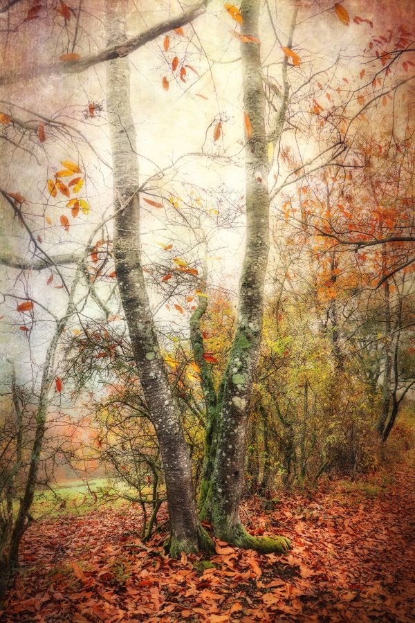 BEAUFILS Monique - Douceur automnale