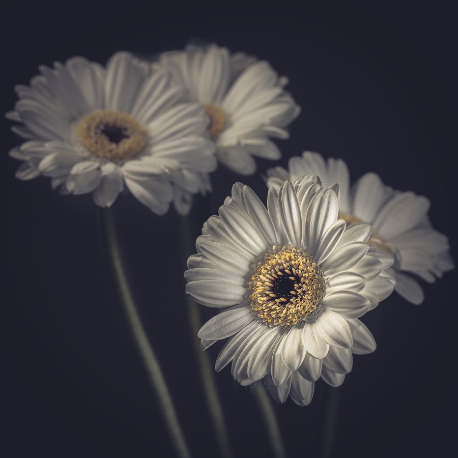 LAMBOEUF Bernard - Yellow