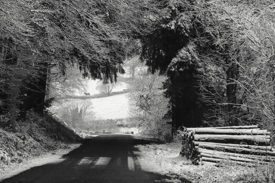 Ce 10 janvier 2025 près de chez moi.Une métamorphose silencieuse et éphémère. - BOURDEAU Roger  1