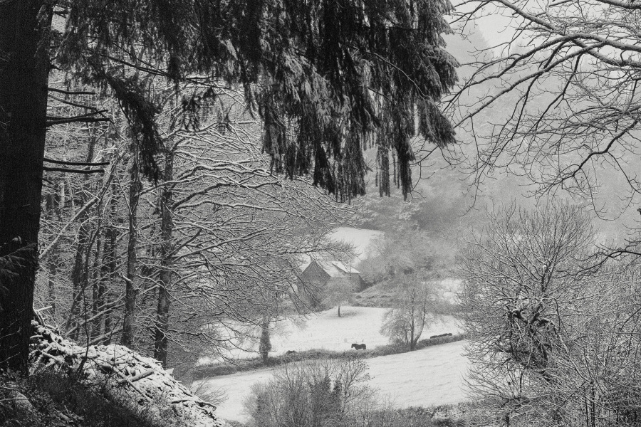 Ce 10 janvier 2025 près de chez moi.Une métamorphose silencieuse et éphémère. - BOURDEAU Roger  2