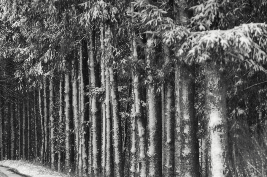 Ce 10 janvier 2025 près de chez moi.Une métamorphose silencieuse et éphémère. - BOURDEAU Roger 3