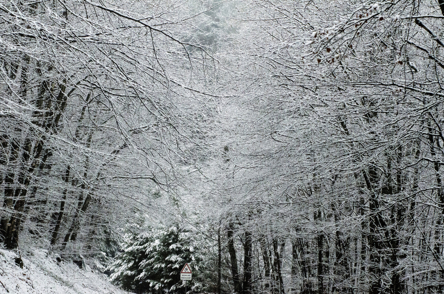Ce 10 janvier 2025 près de chez moi.Une métamorphose silencieuse et éphémère. - BOURDEAU Roger 6