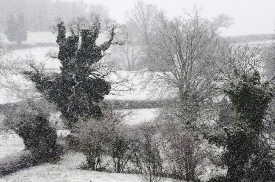 Ce 10 janvier 2025 près de chez moi.Une métamorphose silencieuse et éphémère. - BOURDEAU Roger 7