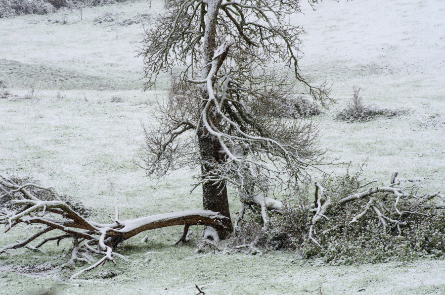 Ce 10 janvier 2025 près de chez moi.Une métamorphose silencieuse et éphémère. - BOURDEAU Roger 8