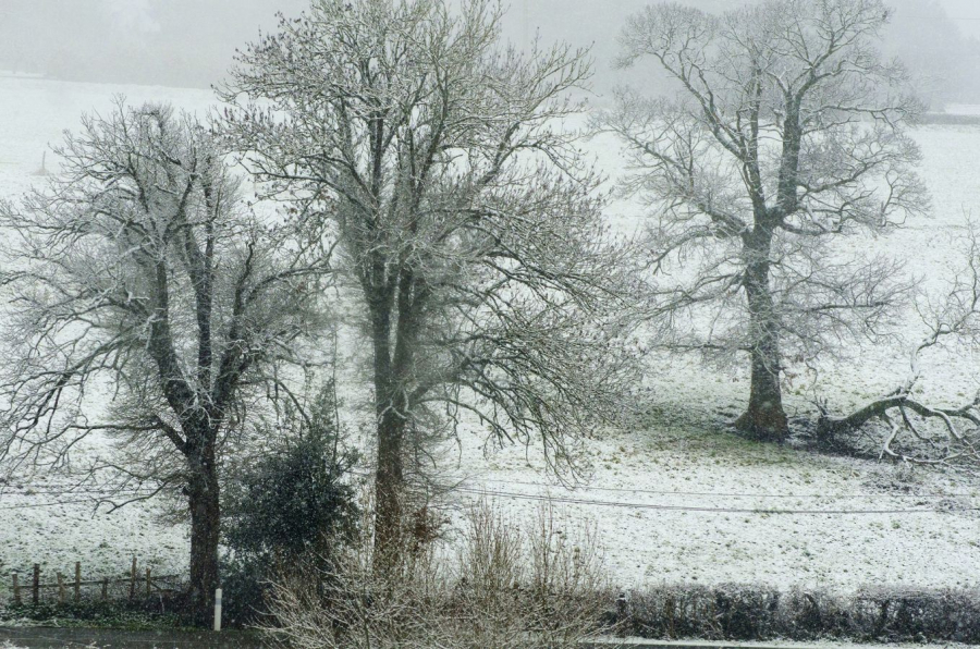 Ce 10 janvier 2025 près de chez moi.Une métamorphose silencieuse et éphémère. - BOURDEAU Roger 9