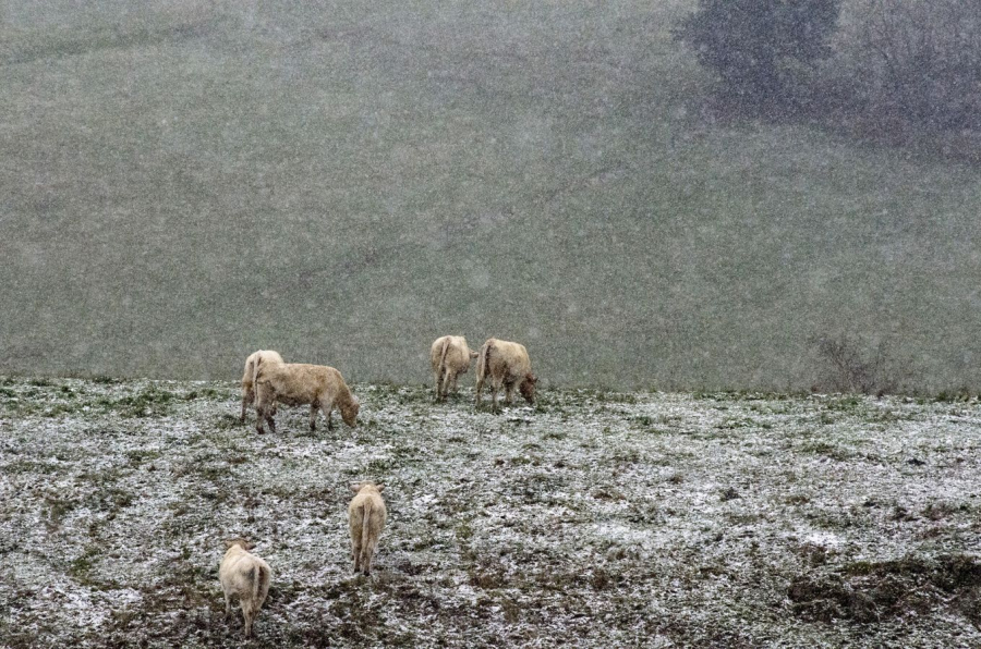 Ce 10 janvier 2025 près de chez moi.Une métamorphose silencieuse et éphémère. - BOURDEAU Roger 10
