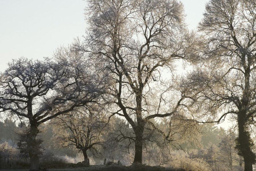 BOURDEAU Roger - Derrière la maison