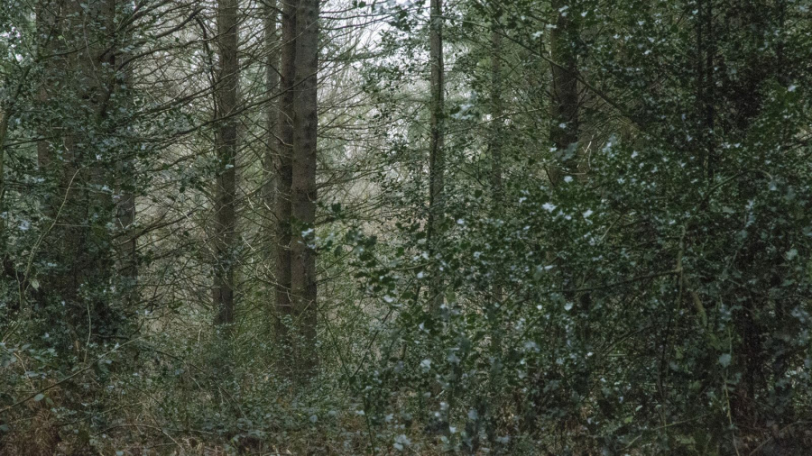 BOURDEAU Roger - Jour de neige