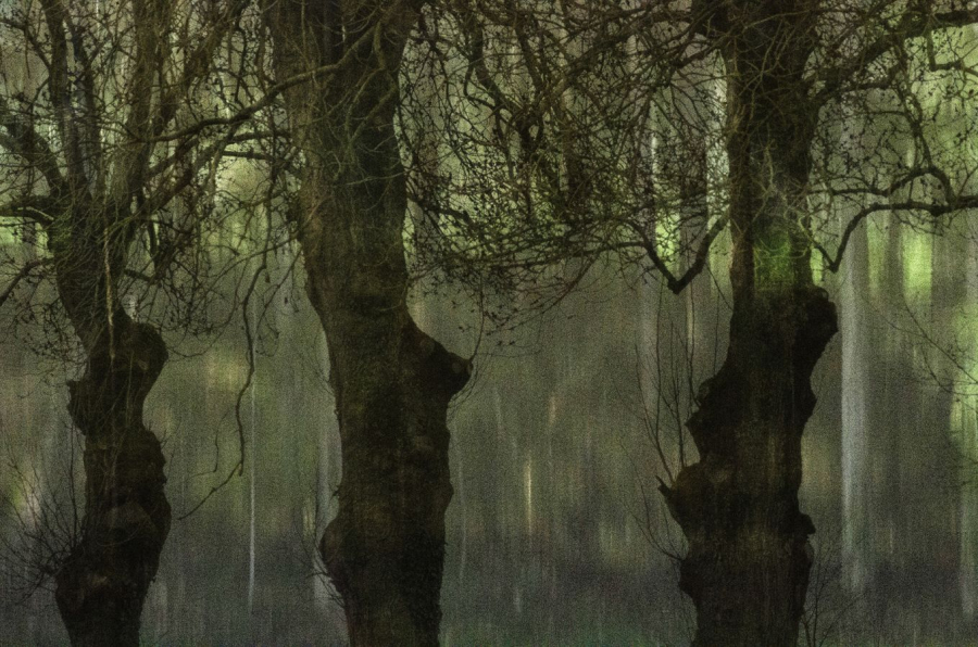 BOURDEAU Roger - Vieux arbres