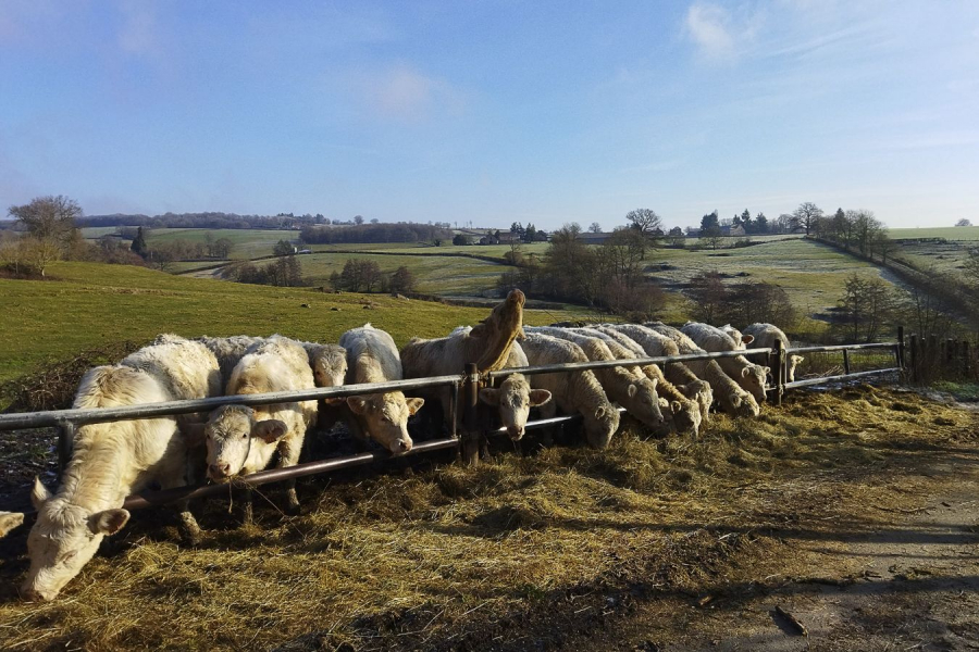 CLERC Monique - Repas matinal