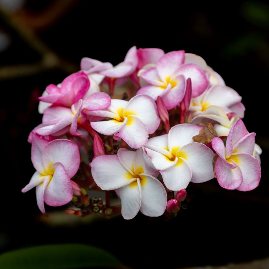 CONTASSOT Philippe - Frangipanier