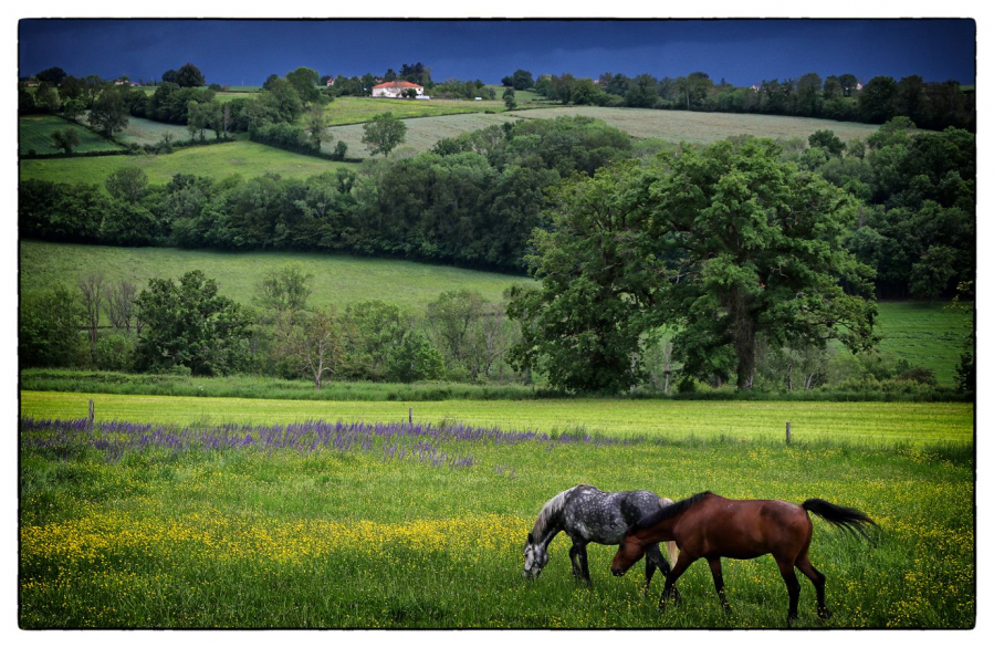 GUILLET Gilles - Ambiance rurale