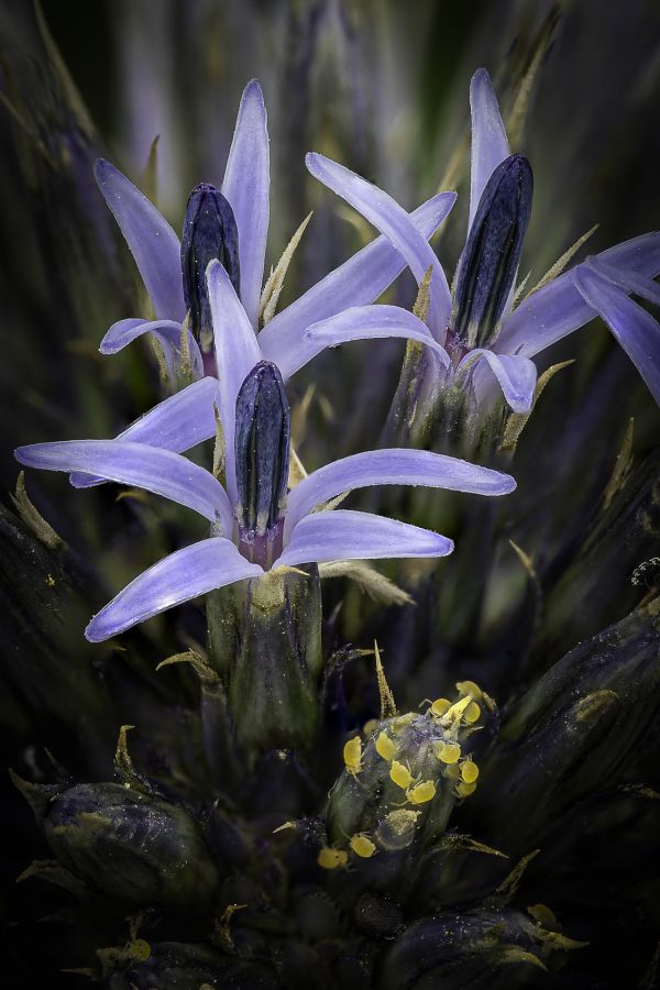 HARTMANN Philippe - Etrange Monde du Vivant