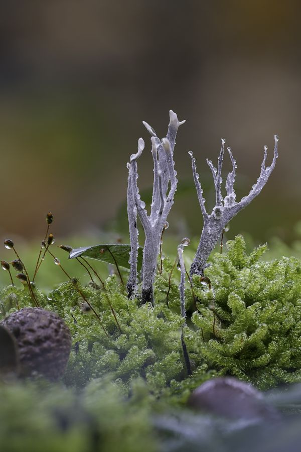 HARTMANN Philippe - Mais si, je suis bien un champignon