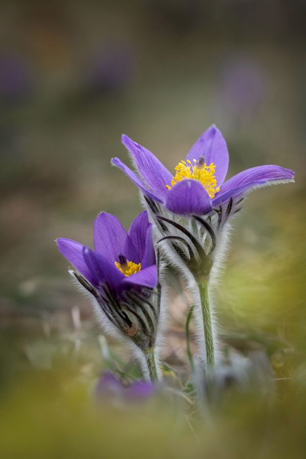 HARTMANN Philippe - Mes Anémones