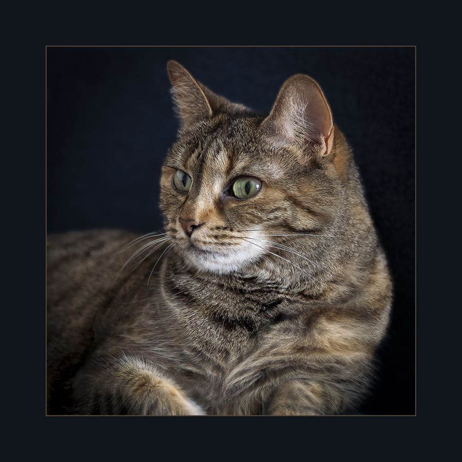 LAMBOEUF Bernard - Regard félin