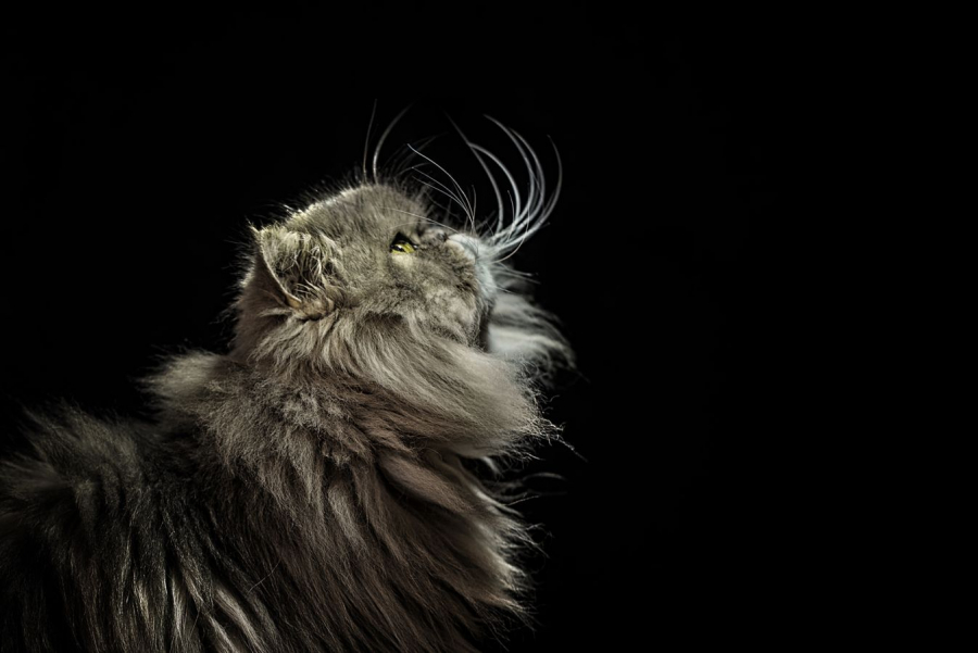 MILLIET Laurent - Le chat de son maître