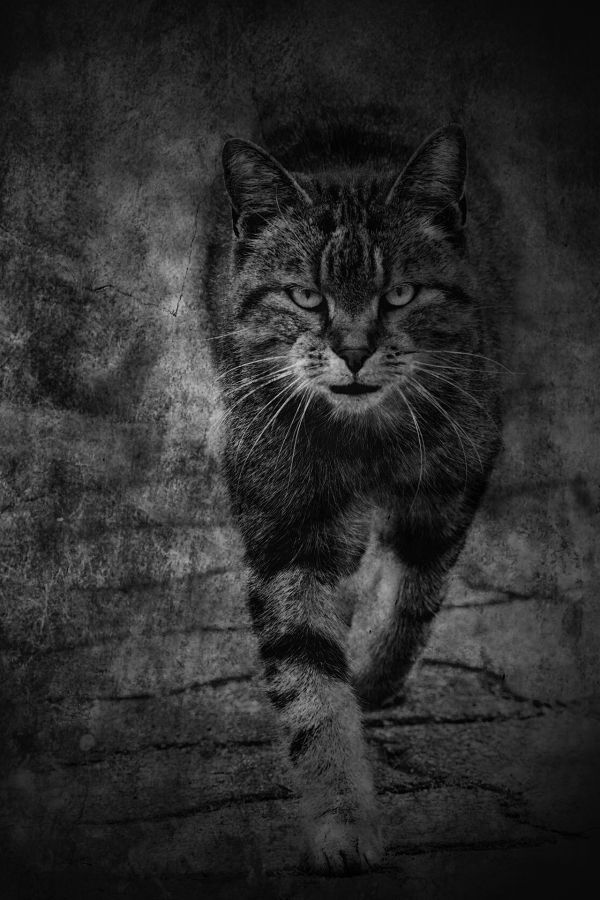 BEAUFILS Monique - Passe muraille