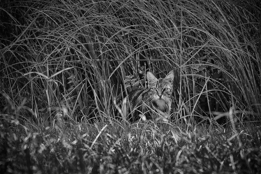 LAMBOEUF Bernard - A l'affût