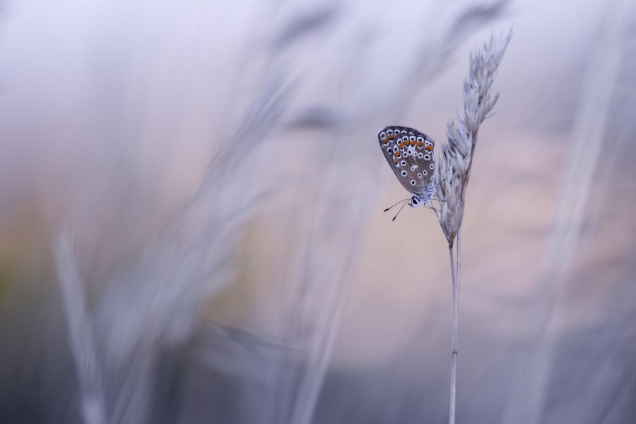 BEAUFILS Monique - Déclin du jour