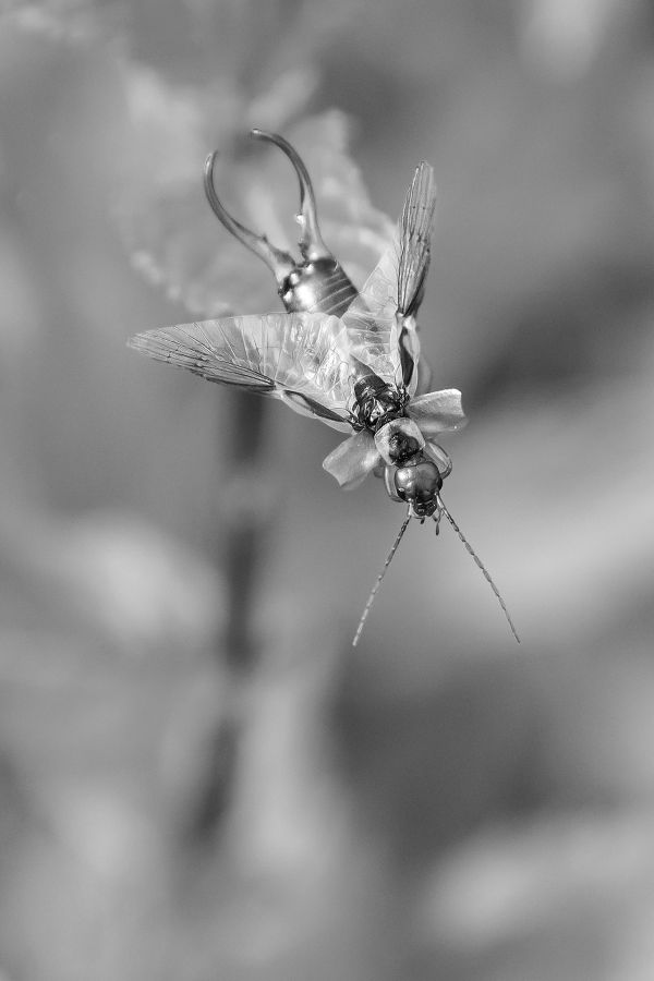 BEAUFILS Monique - Décollage