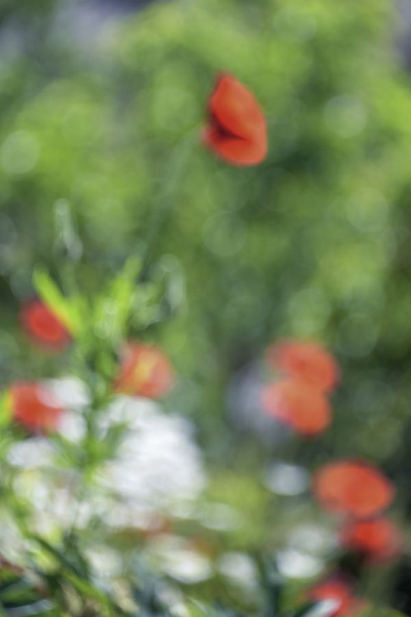 BEAUFILS Monique - Douceur printanière
