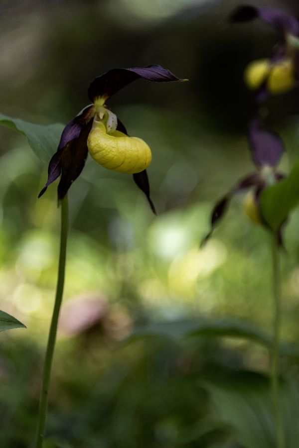 BEAUFILS Monique - Piège à abeille