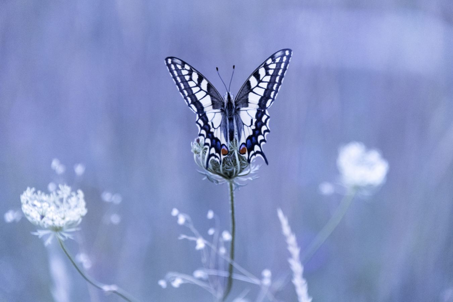 BEAUFILS Monique - Queue d'hirondelle