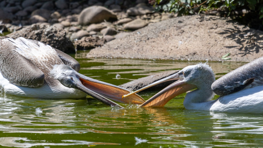 CONTASSOT Philippe - Bisou
