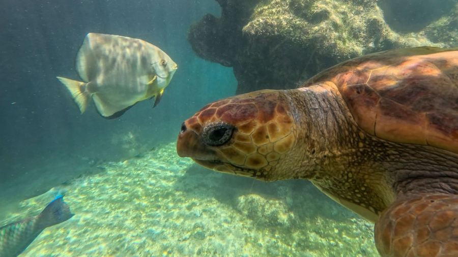 CONTASSOT Philippe - Entre deux eaux