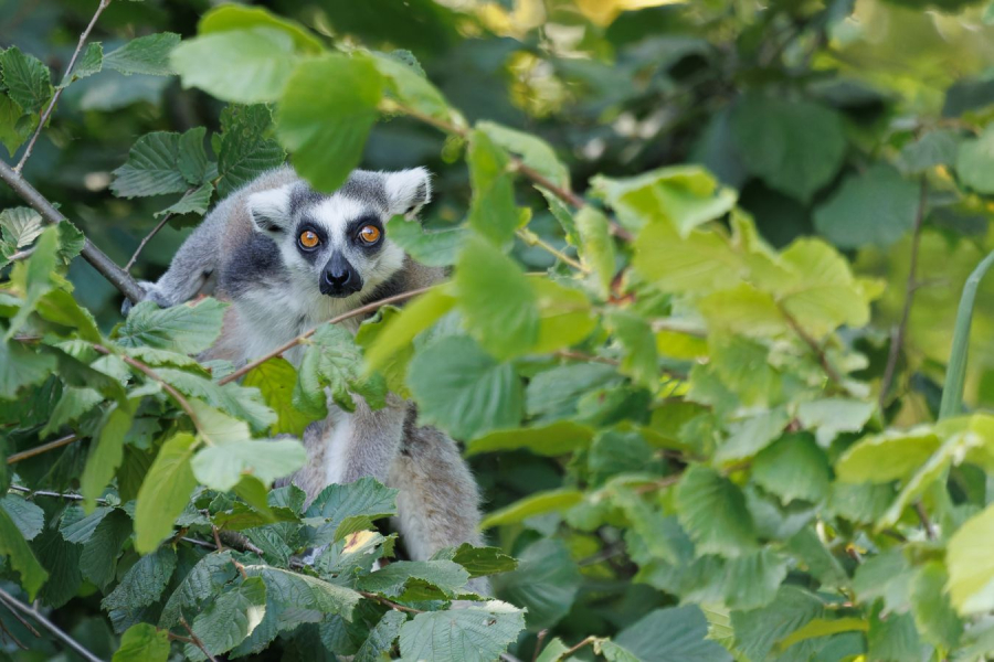 CONTASSOT Philippe - Je te vois