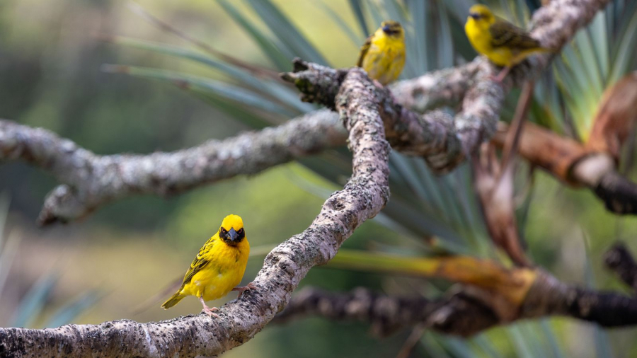 CONTASSOT Philippe - Serins
